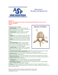 Dissection 1: The Vertebral Column & Spinal Cord