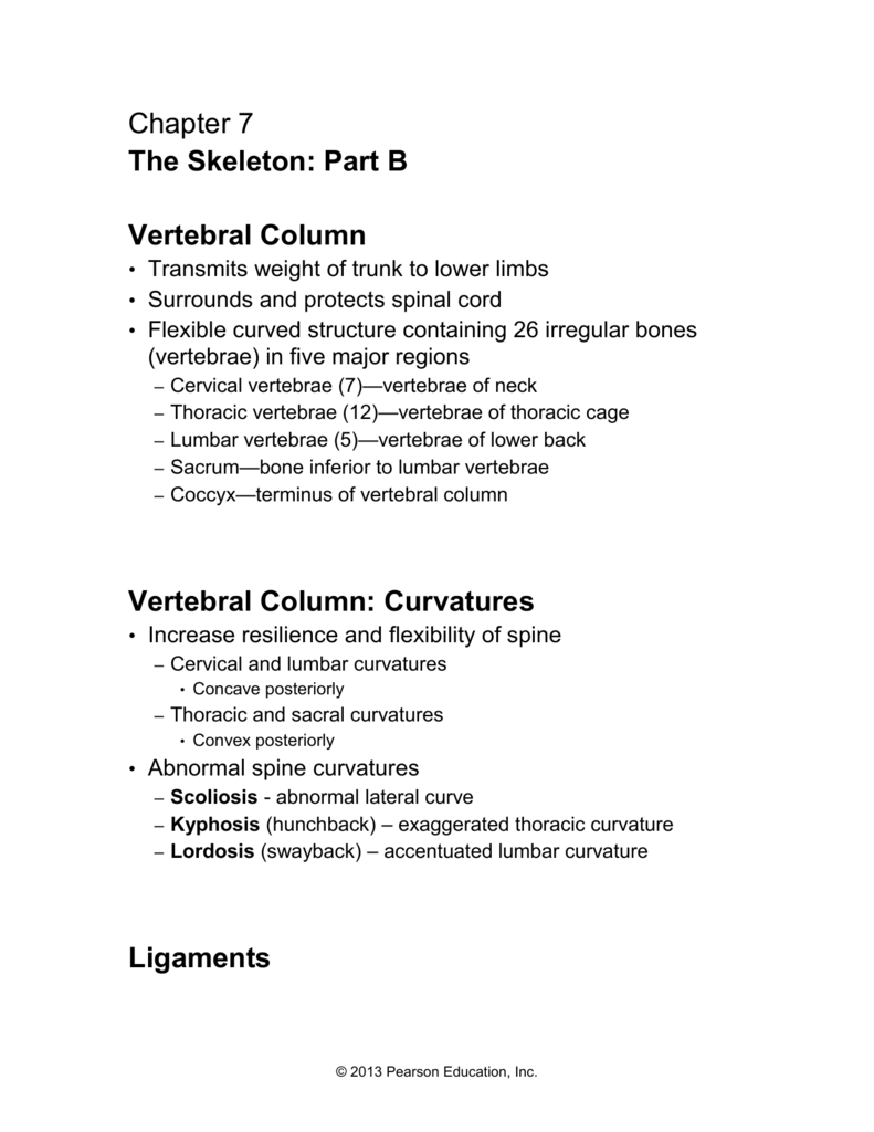 Vertebral Column: Curvatures