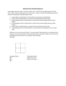 Homework: Punnett Squares