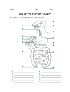Digestive System Review - Mercer Island School District