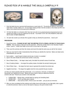 Wisconsin Mammal Skull Lab