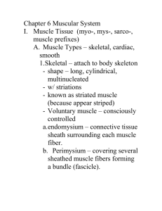 Chapter 6 Muscular System