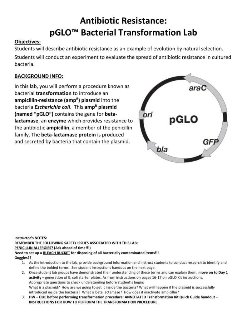 Pglo Bacterial Transformation Lab