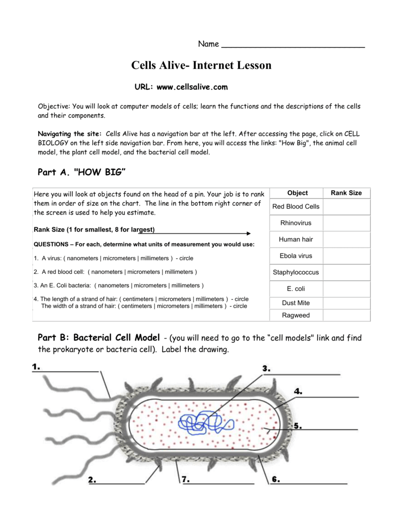 Cells Alive - The Biology Corner For Cells Alive Worksheet  Answer Key