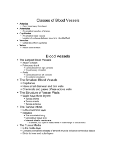 Classes of Blood Vessels