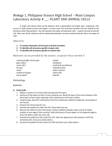 lab-plant-and-animal-cells-2008