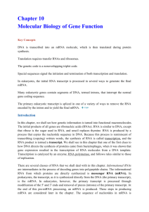 第十章Molecular Biology of Gene Function