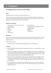 Worksheet - Cambridge Essentials