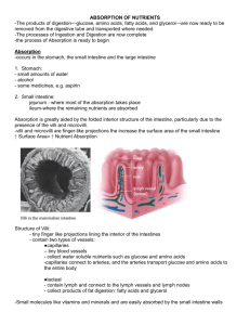 digestion part 2-absorption
