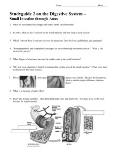 Studyguide 2 on the Digestive System