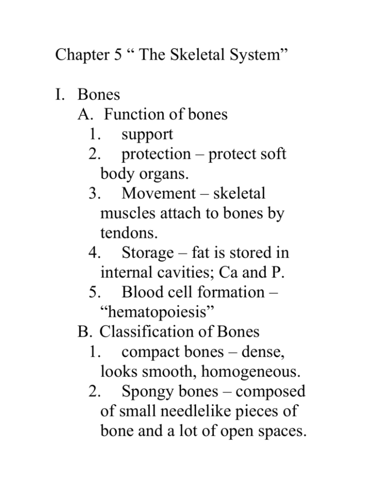 chapter-5-the-skeletal-system