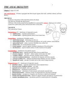 Notes on Axial Skeleton