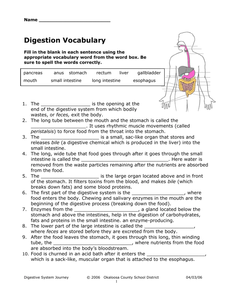 Digestive System Vocabulary Worksheet Throughout Digestive System Worksheet Answer Key