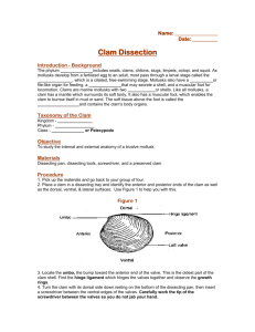 Clam Dissection Lab - Mr. Lesiuk