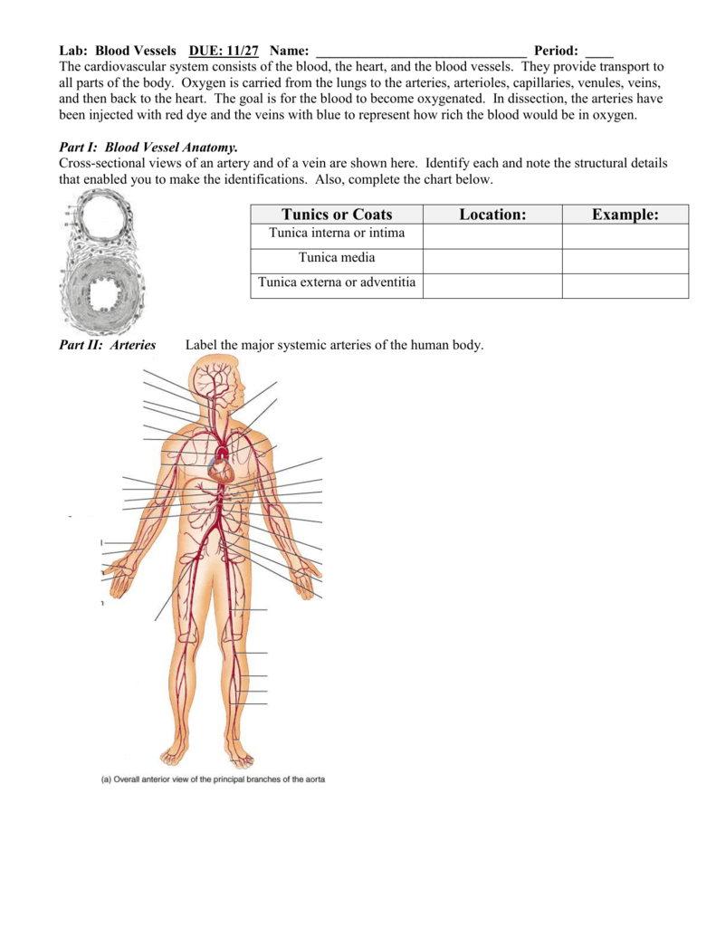 Lab Blood Vessels Due 11 27 Name