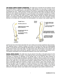 The Lumbar Nerves: The lumbar anterior primary rami contribute to