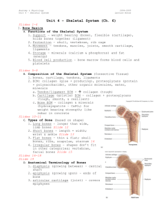 Ch.-6-Lecture-Notes-Skeletal-System