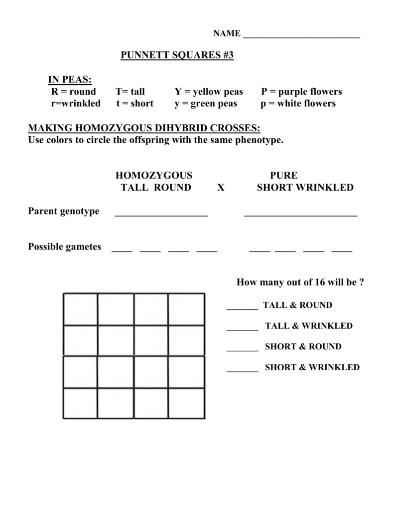 Punnett Square Practice Problems Worksheet