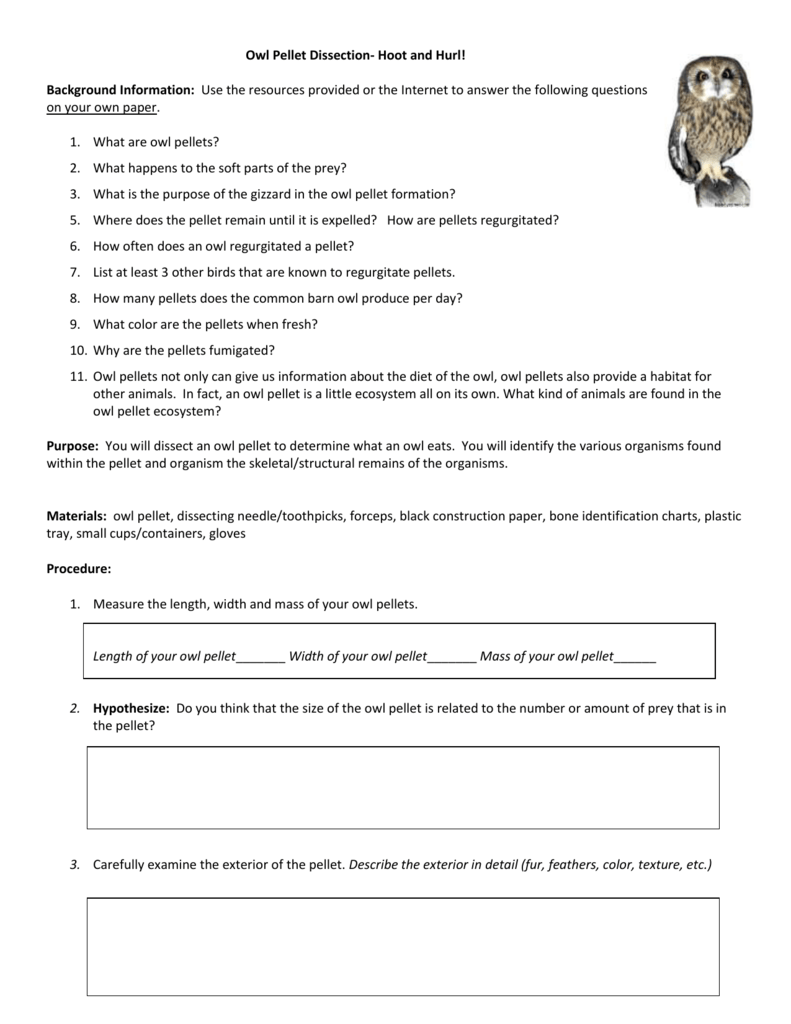  Owl Pellet Dissection Worksheet Answers Free Download Qstion co