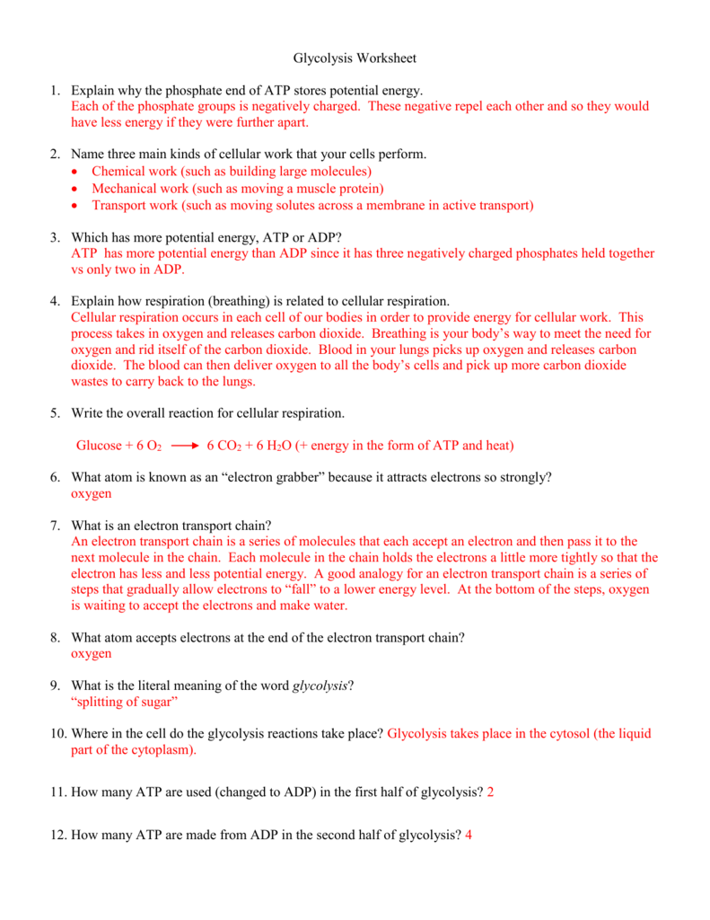 Worksheet Chemical Energy And Atp