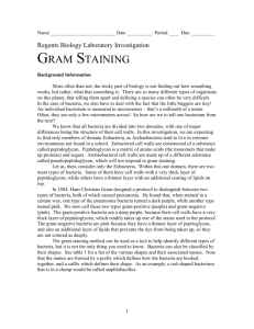 Gram Staining - MisterSyracuse.com