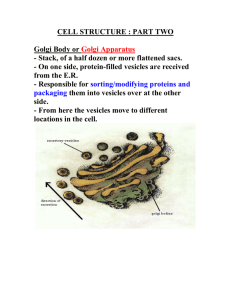 Golgi Body or Golgi Apparatus - Mr. Lesiuk