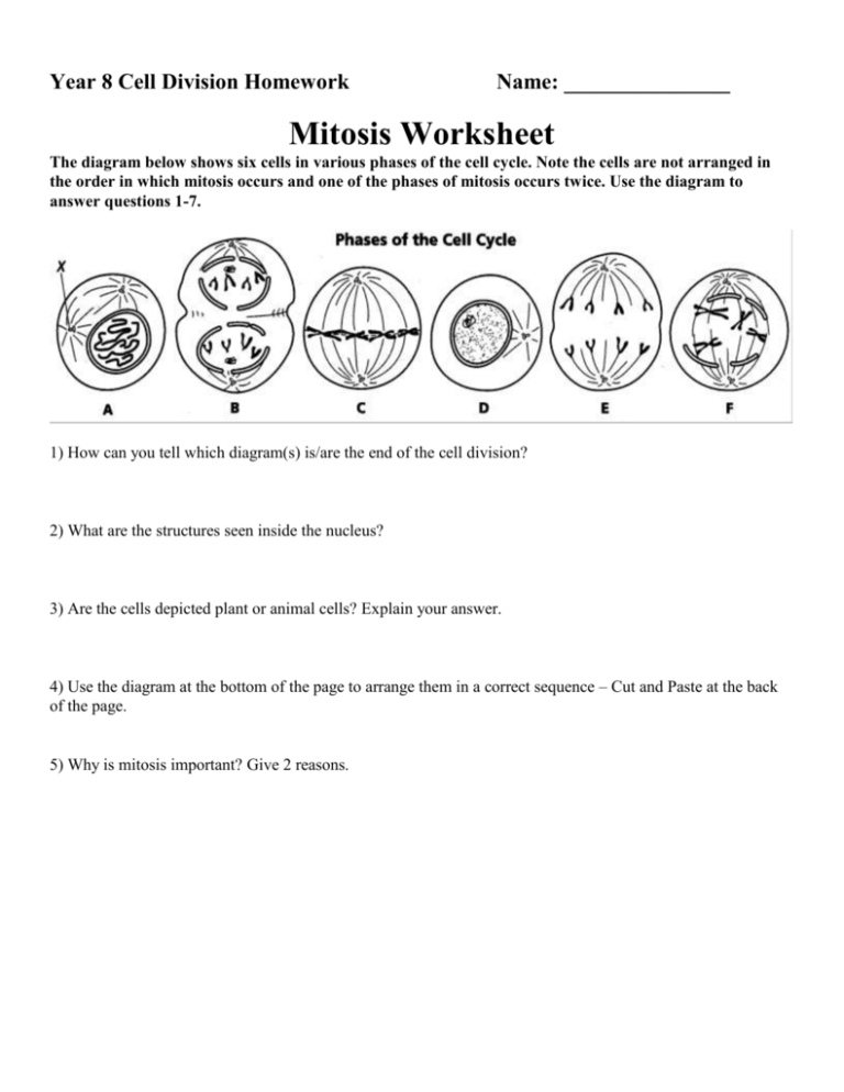 MITOSIS WORKSHEET