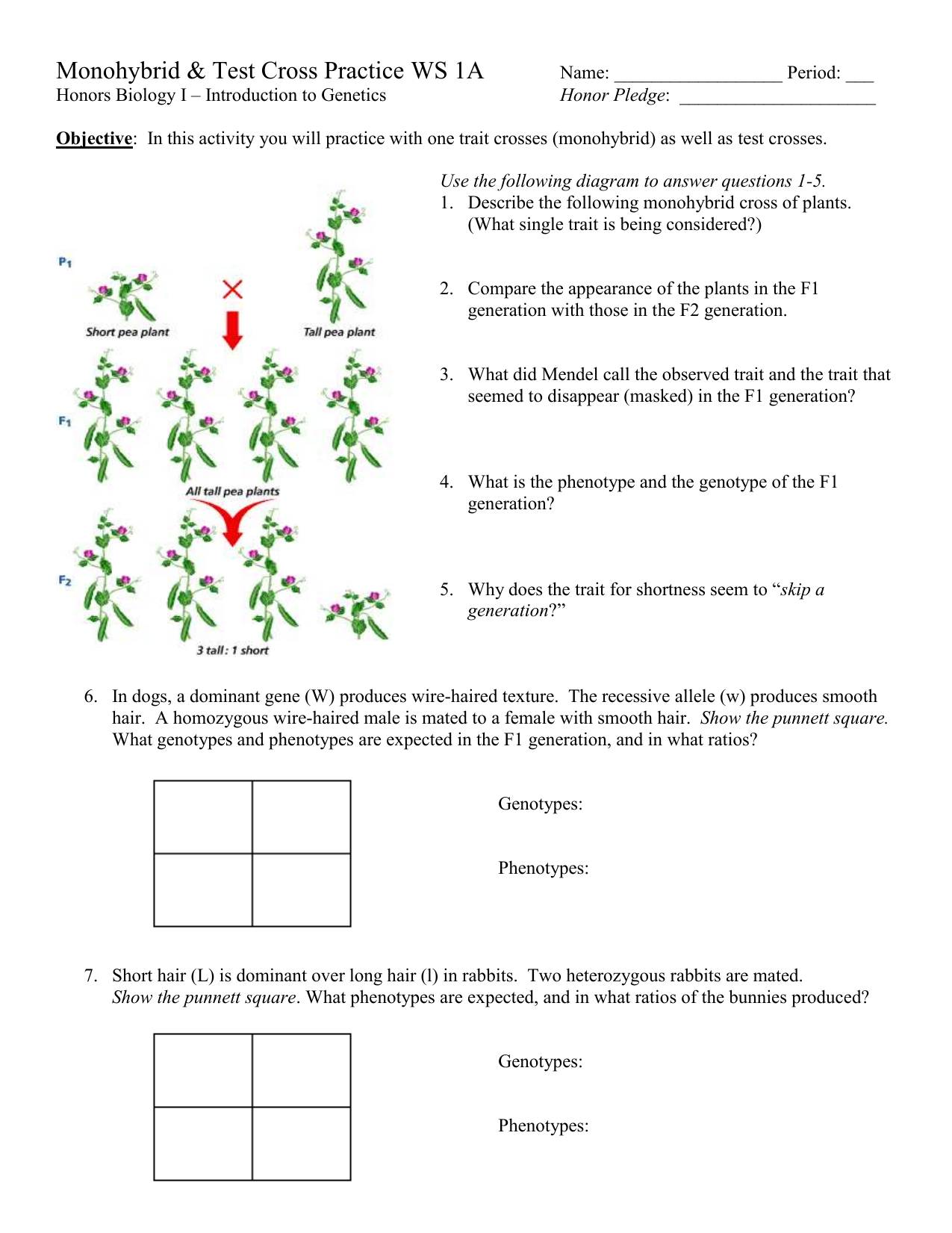 Monohybrid Cross Practice Problems Worksheet