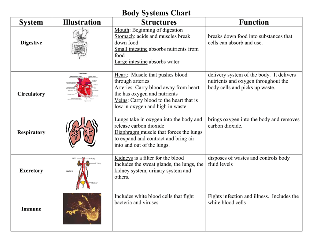 Digestive System Function Chart