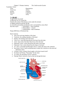 Chapter 11 Human Anatomy The Cardiovascular System