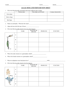 algae moss and ferns review sheet