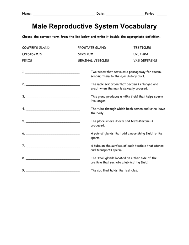 The Male Reproductive System Worksheet Answers