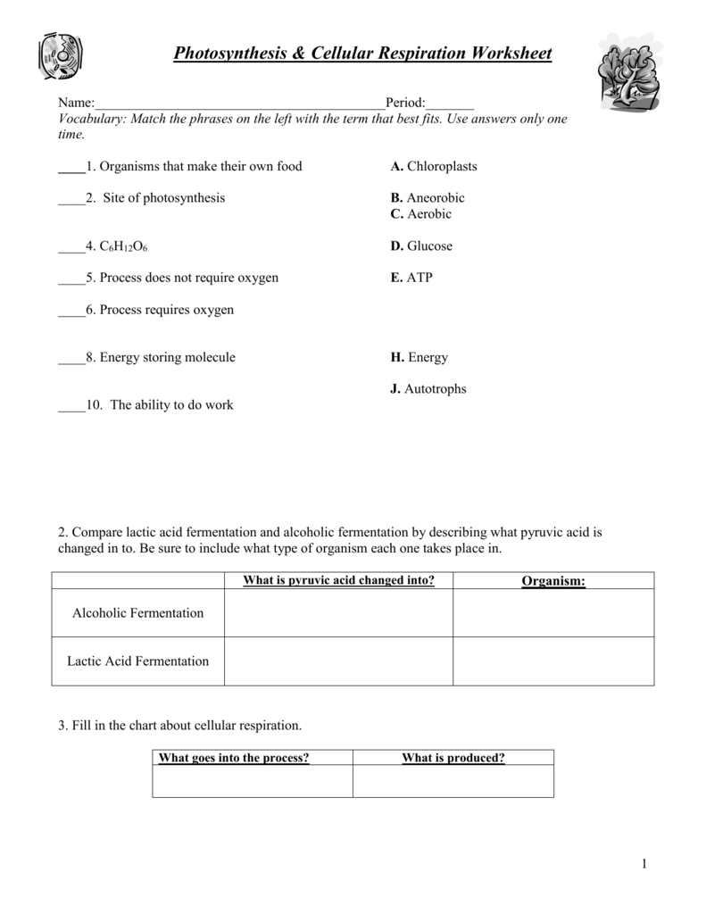 Photosynthesis Chart Worksheet