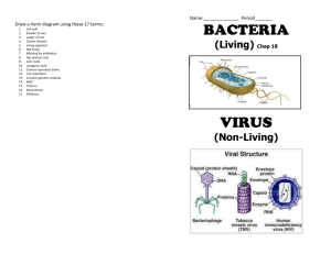 Bacteria & Virus Booklet
