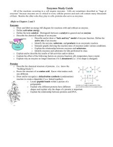 Enzymes Study Guide