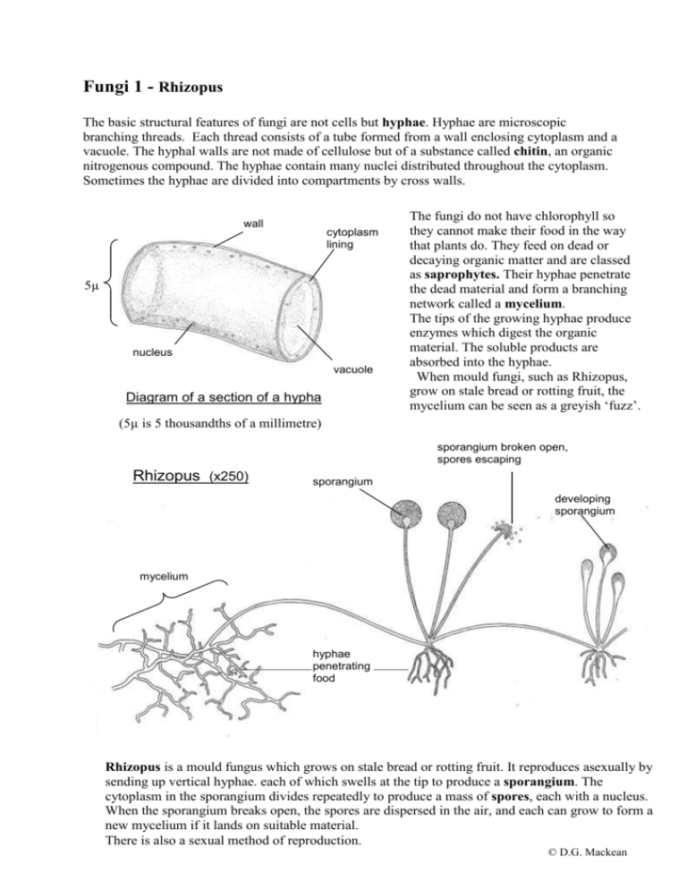  Kingdom Fungi Coloring Worksheet Answer Key Definition Of The Major Groups Of Fungi Chegg 