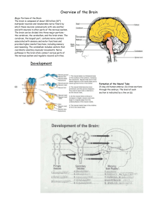 Overview of the Brain
