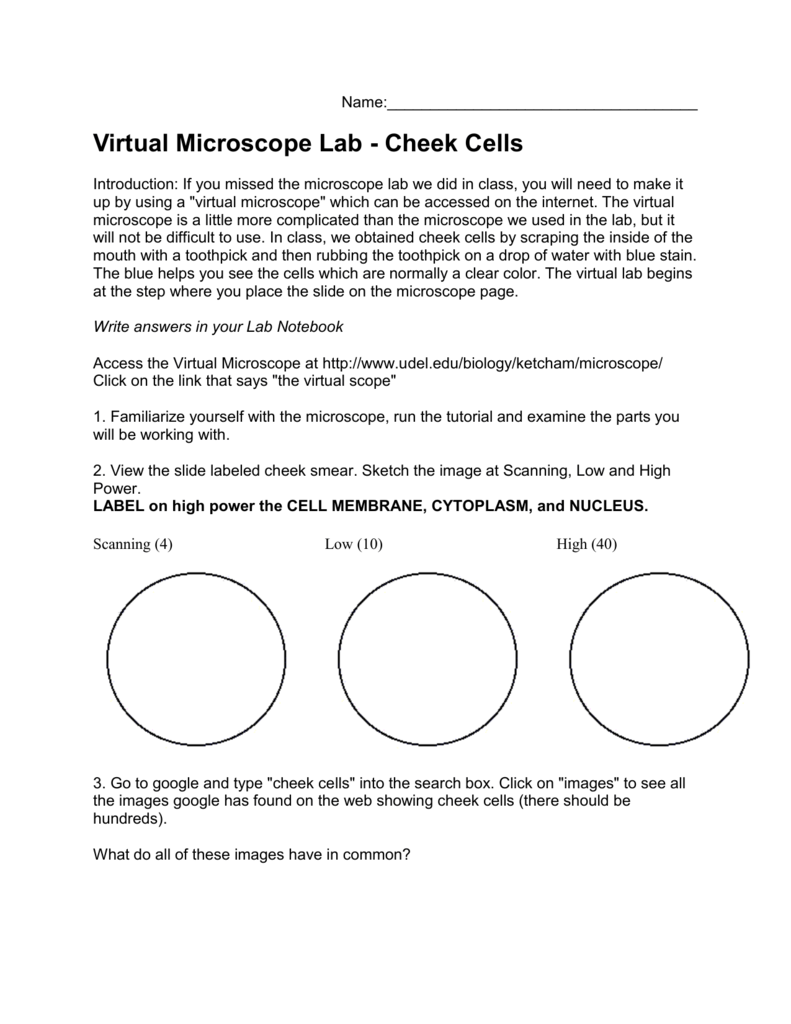 3 f Makeup Cell Studies Lab