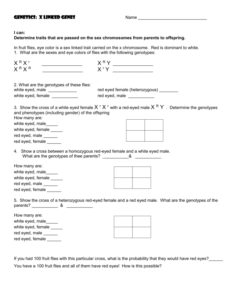 Simple X-linked Genetics Throughout Genetics X Linked Genes Worksheet