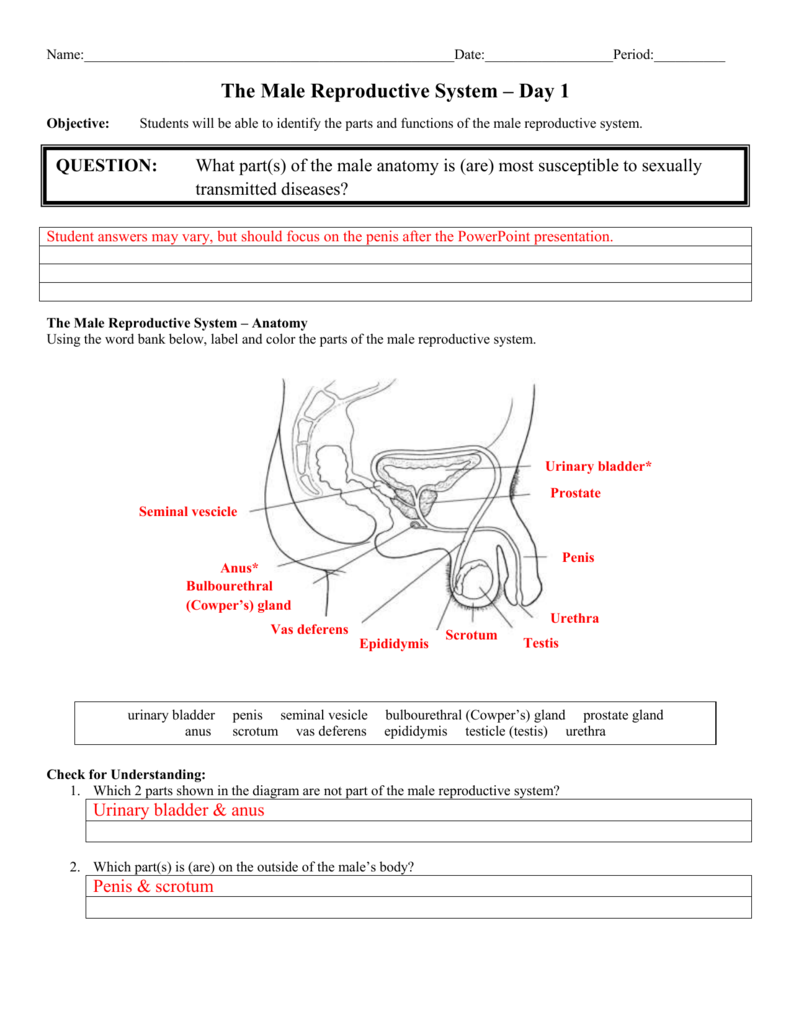  Male Reproductive System Worksheet Answers Free Download Gambr co