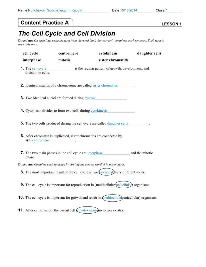 Cell Cycle And Mitosis Worksheet Answer Key 1 Chapter 5 The Cell