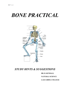 Bone Practical Hints - LaGuardia Community College