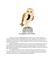 Investigation of Owl Pellets