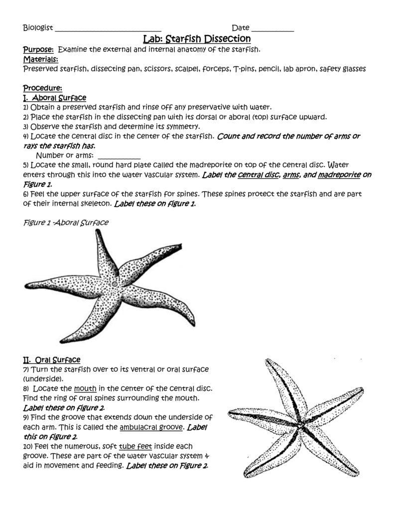 sea star anatomy