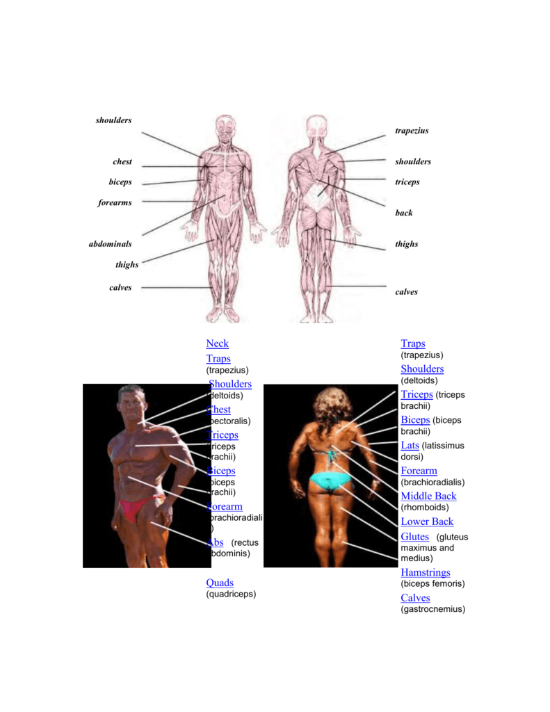 Muscle Chart Front And Back