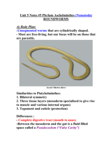 Unit 5 Notes #5 Phylum Aschelminthes (Nematoda) ROUNDWORMS
