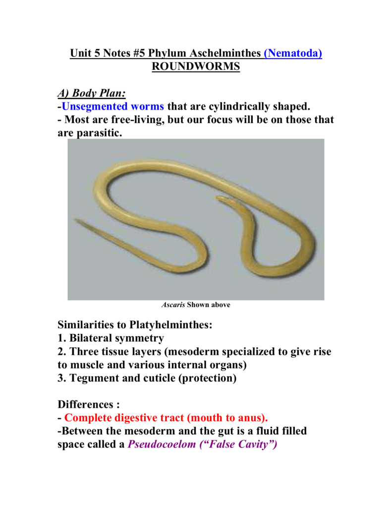 Diabrotica - ceex - Poze aschelminthes