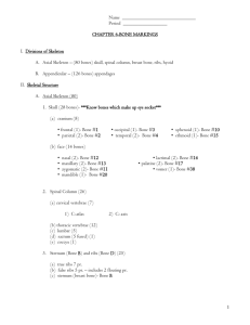 Name Period CHAPTER 6-BONE MARKINGS I. Divisions of