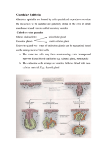 Glandular Epithelia Glandular epithelia are formed by cells