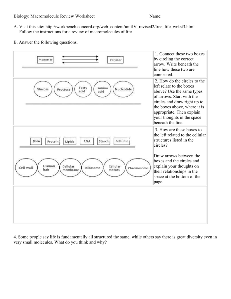 macromolecules-worksheet-2-answers